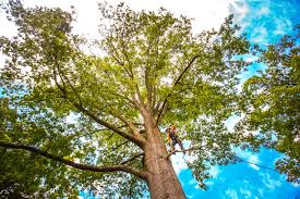 Cooperstown, NY Tree Services Company