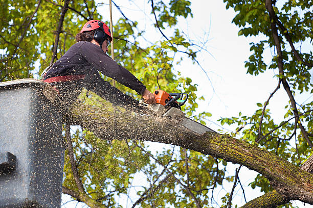 Best Tree Preservation Services  in Cooperstown, NY