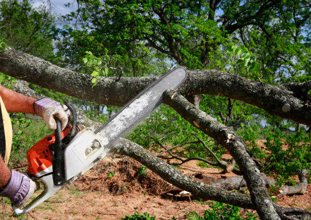 Best Seasonal Cleanup  in Cooperstown, NY